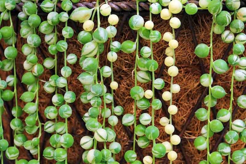 String of Pearls (Senecio rowleyanus)