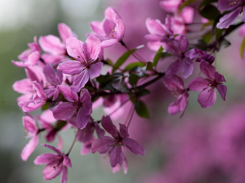 Malus 'Indian Summer' (Crabapple)