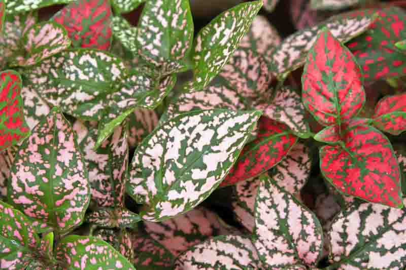 Polka Dot Plant: How to Grow and Care With Success