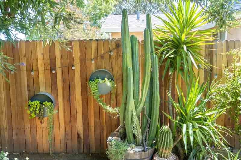 San Pedro Cactus, Trichocereus pachanoi, Echinopsis pachanoi, cereus pachanoi