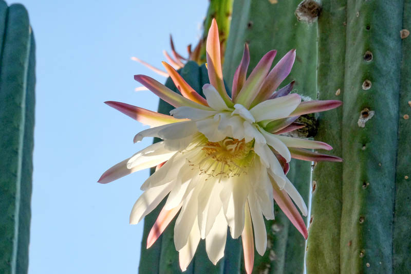 San Pedro Cactus, Cactus flower, Trichocereus pachanoi