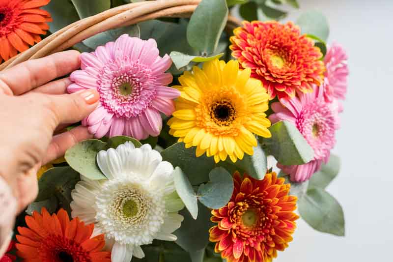 Gerbera Daisy - All You Need To Know