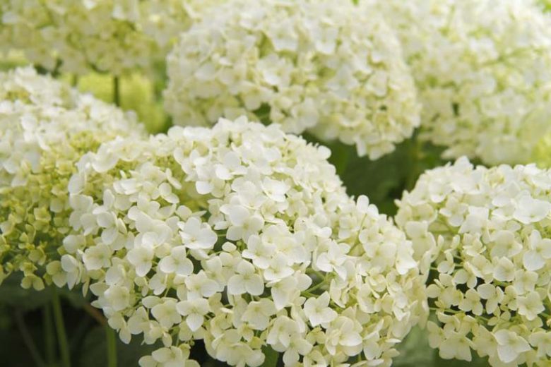 Smooth Hydrangea: Adorn the Garden with Lush, Snowball Flowers