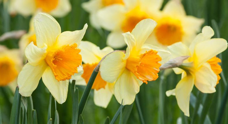 All About Daffodils