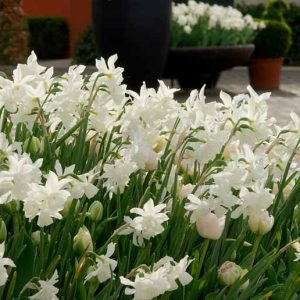 Narcissus 'Salome' (Large-Cupped Daffodil)