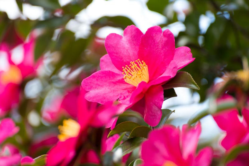 Quick deliveryShade and soil are key to caring for your camellias ...
