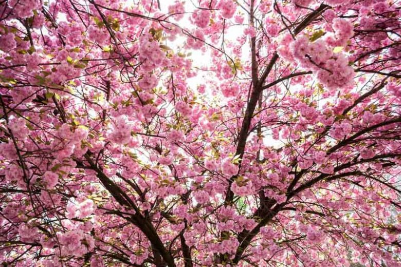 Magic Sakura Tree - Give Simple