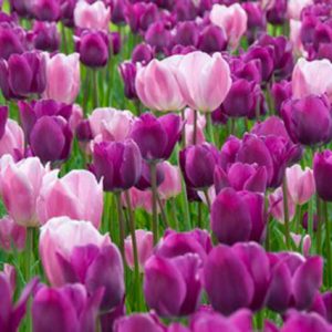 Tulipa (Double Early Grp) 'Pink Mist' TU DU PINK MIST, Tulipa, Tulipa, Цветущие срезанные цветы, Срезанные цветы, Все продукты