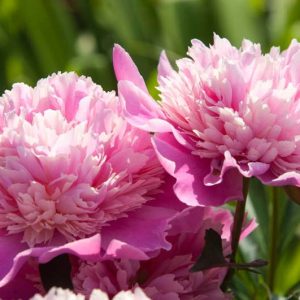Peony Neon One Most Popular Japanese Inflorescences Two Row Cup Stock Photo  by ©AIS60 479644746