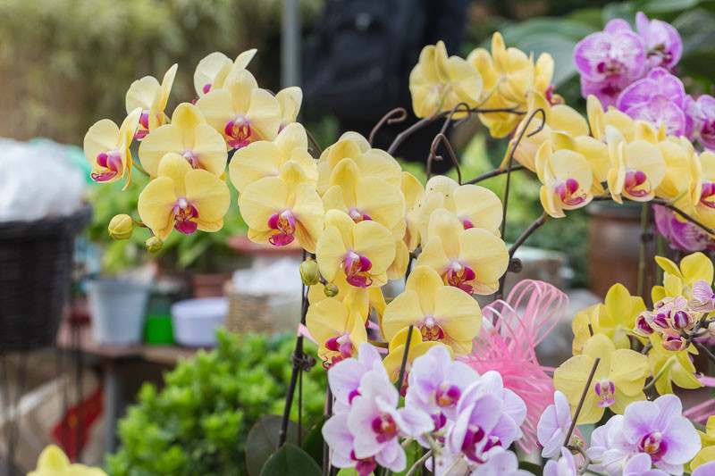 How To Grow And Care For Moth Orchids