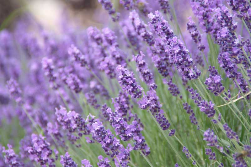 Lavandula angustifolia 'Royal Purple' (Lavender)