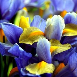 Iris Hollandica, Dutch Iris, Mid spring blooms, Late spring blooms, Iris Apollo, Iris Casablanca, Iris Professor Blaauw, Iris Discovery, Iris Blue Magic, Blue iris, White Iris