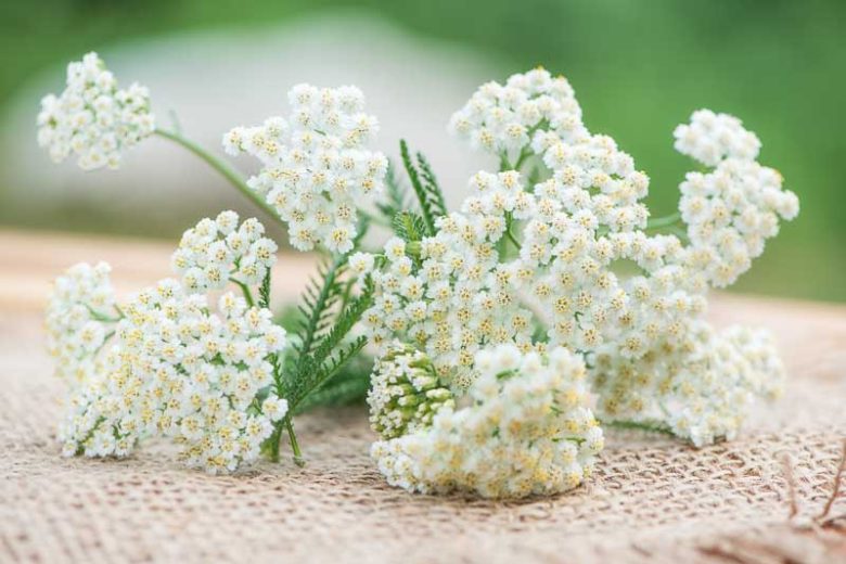 Dried Pink Yarrow Flowers - E's Florals
