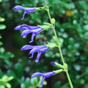 Salvia balsalmisp 'Mystic Blue Spires