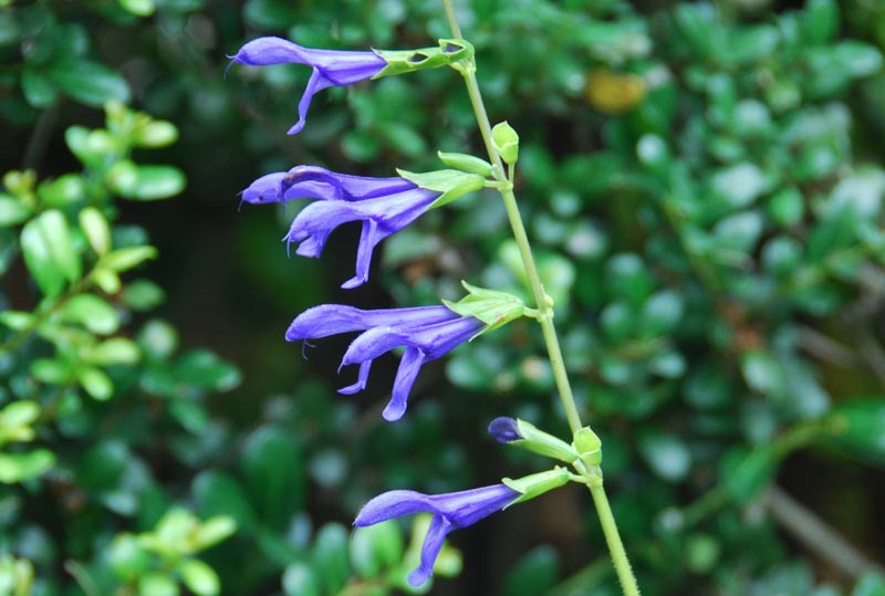 Salvia guaranitica (Blue Anise Sage)