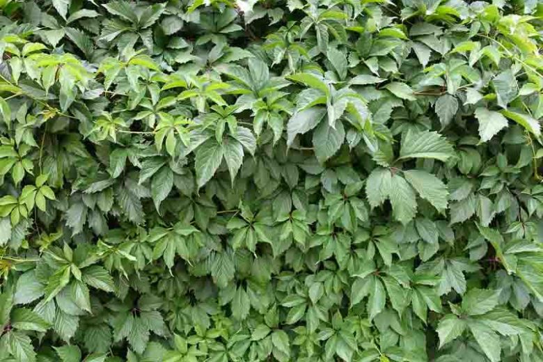 How to Grow and Care for Virginia Creeper Vine