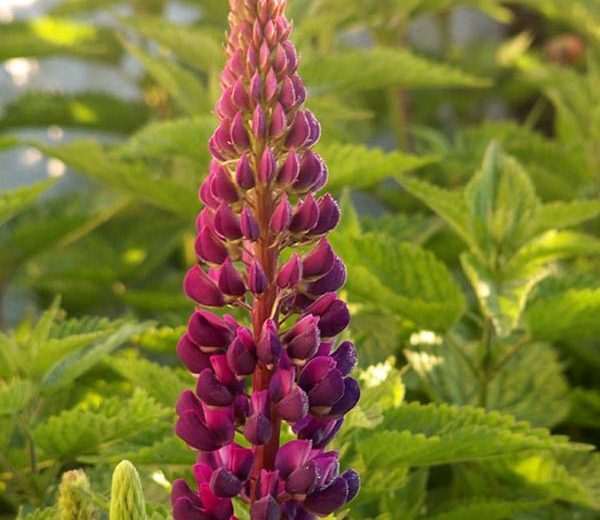 Lupinus 'Masterpiece' (Lupine)