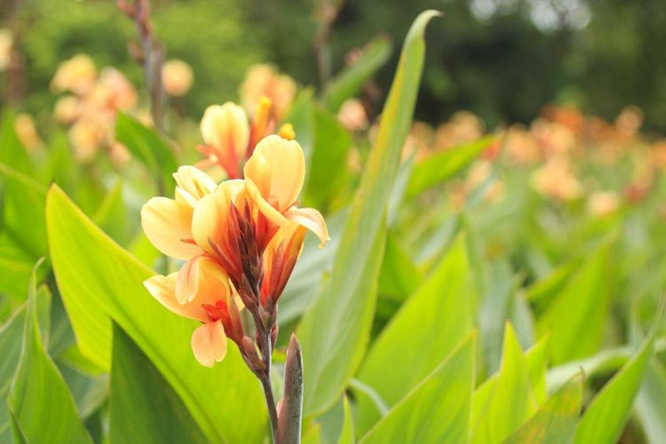 All About Cannas  American Meadows
