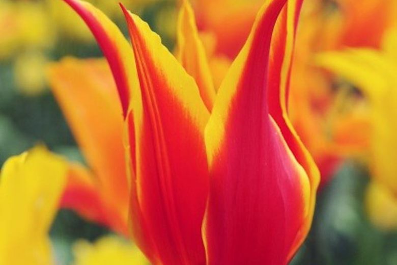 Tulipa 'Fly away' (Lily-Flowered Tulip)