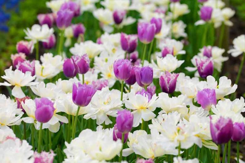 Cummins Fringed Tulips, Purple Tulips