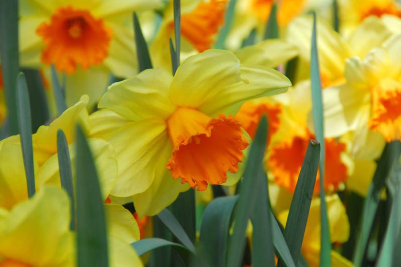 Narcissus 'Fortissimo' (Large-Cupped Daffodil)