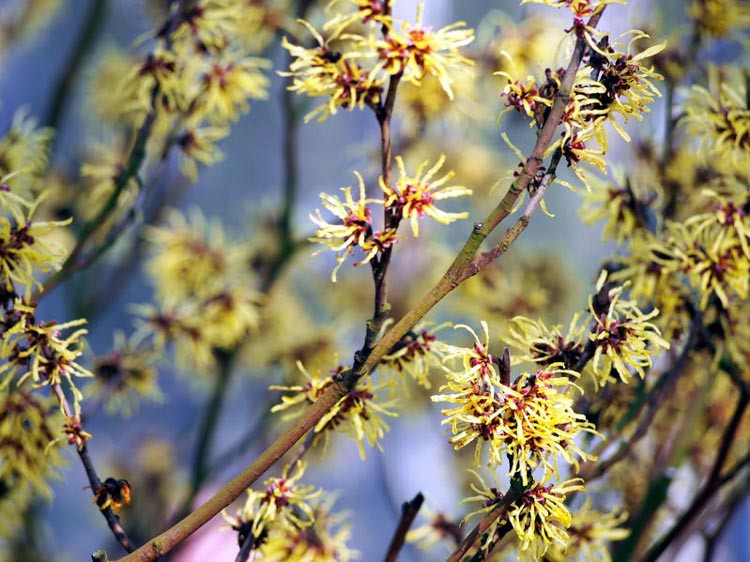 Witch Hazel Magic: Healing Powers Captivating Blooms, 58% OFF