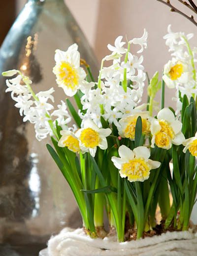Hyacinthus orientalis 'White Festival' (Dutch Hyacinth)
