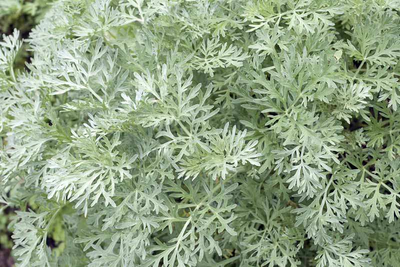 Artemisia (Wormwood): All You Need To Know