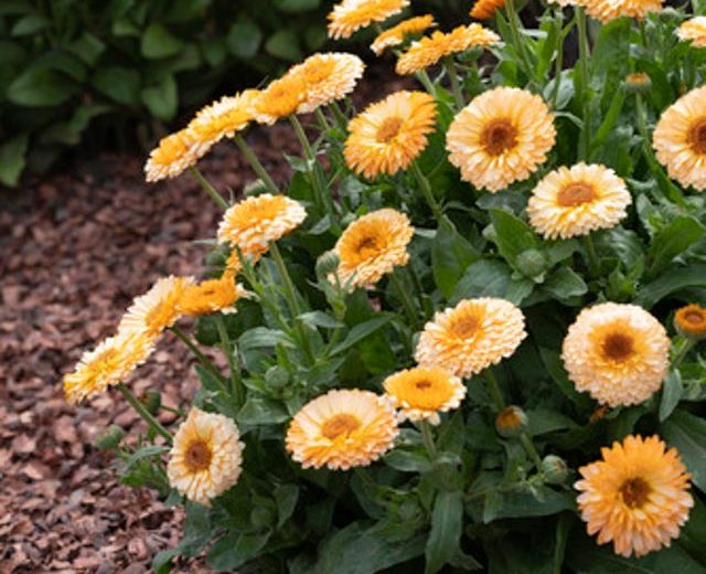 How to Plant, Grow, and Care for Calendula