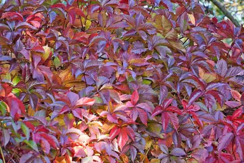 How to Grow and Care for Virginia Creeper Vine