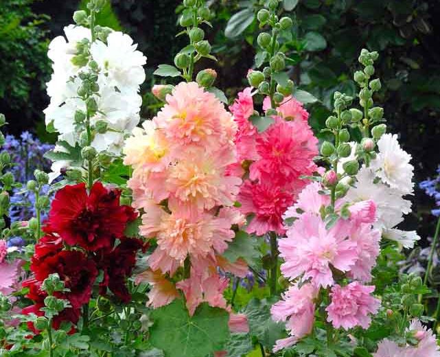 Alcea rosea 'Spring Celebrities Purple' (Hollyhock)