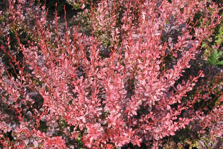 Japanese Barberry Rose Glow Invasive Super Quality | www ...