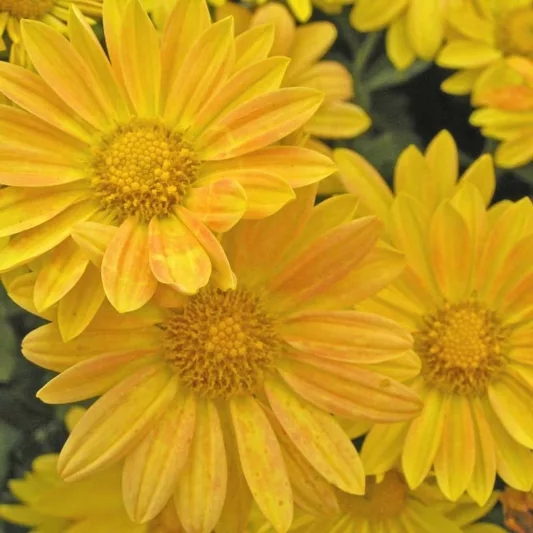 Chrysanthemum 'Harmony