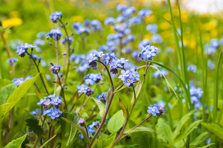 Forget-me-nots overwinter well, flower in spring