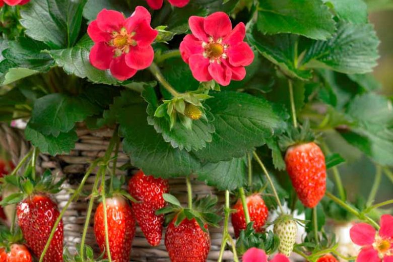 Fragaria × ananassa 'Tristan' (Everbearing Strawberry)