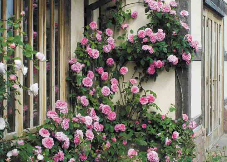 Rosa Gertrude Jekyll (English Rose)
