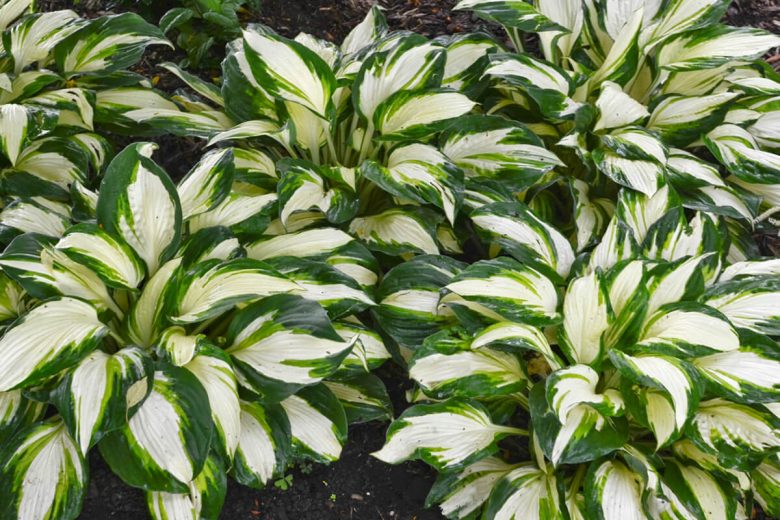 Hosta 'Vulcan' (Plantain Lily)