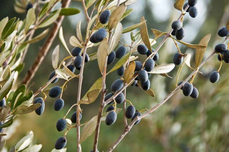 Spanish Olives 12 of the Best Varieties