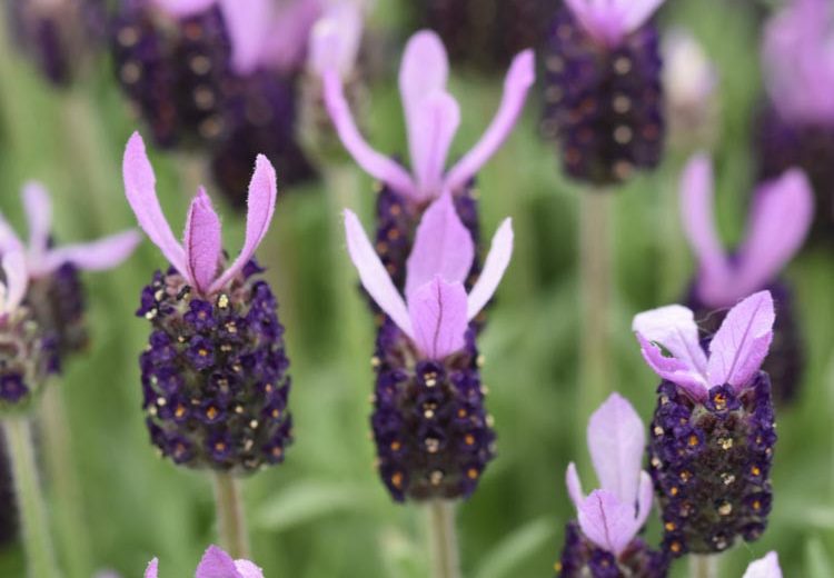 Lavandula stoechas 'Fathead' (Spanish Lavender)