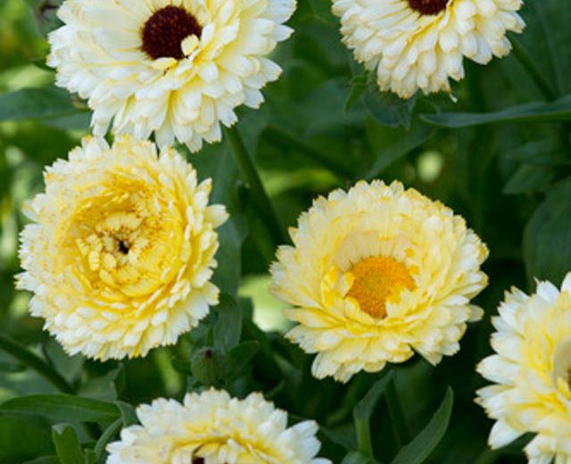 Dried Edible Flowers - Calendula Flowers, Ivory