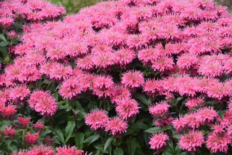 Monarda 'Bubblegum Blast' (Bee Balm)