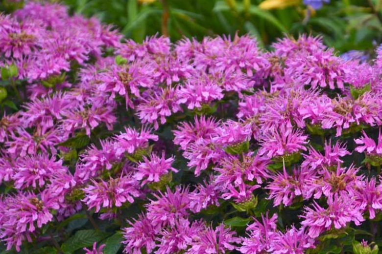 Monarda 'Lilac Lollipop' (Bee Balm)