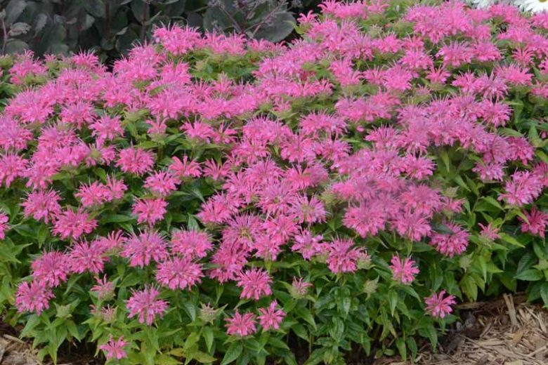 Monarda didyma 'Pardon My Pink' (Bee Balm)