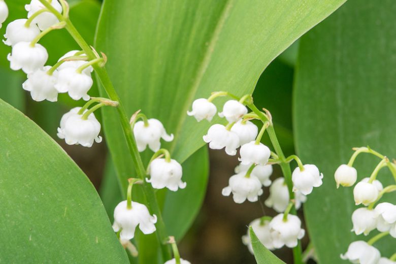 Convallaria majalis or Lily of the valley and how it is grown