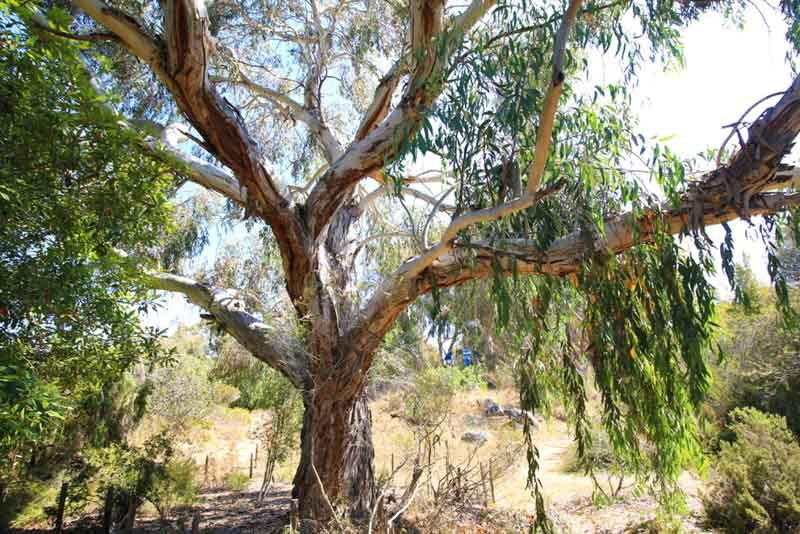 Eucalyptus: Standing tall, with leaves that heal and purify