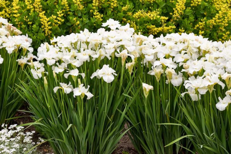 Iris sibirica 'Swans in Flight' (Siberian Iris)