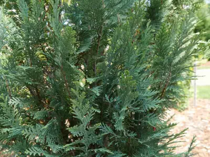 Chamaecyparis nootkatensis 'Green Arrow' (Nootka Cypress)