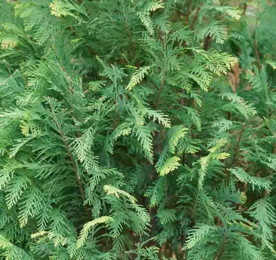 Chamaecyparis nootkatensis 'Green Arrow' (Nootka Cypress)