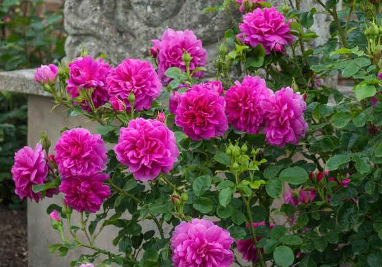 Rosa Princess Anne (English Rose)