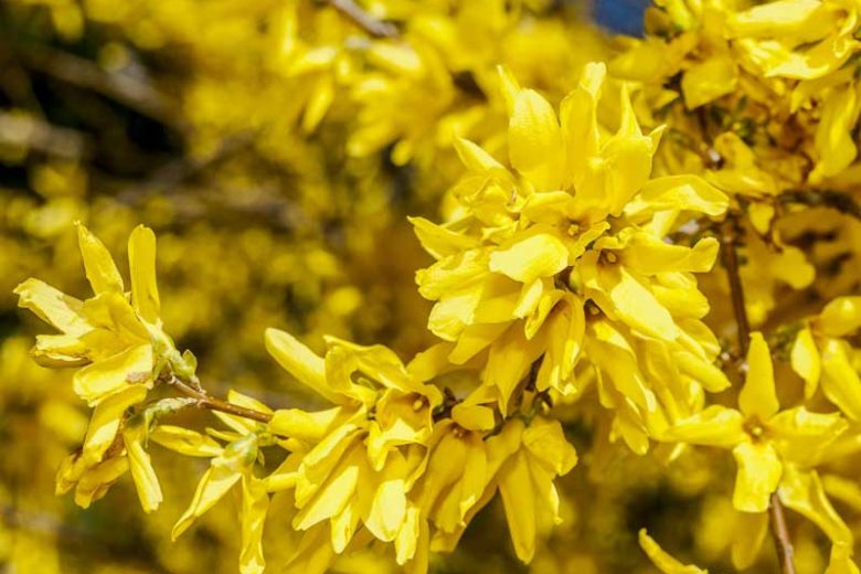 Forsythia ovata (Korean Forsythia)